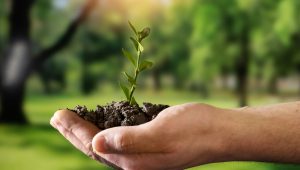 Close-up de um par de mãos segurando um punhado de terra escura com uma pequena muda de planta verde crescendo no centro. O fundo mostra uma floresta ou parque ensolarado de forma desfocada, transmitindo uma mensagem de cuidado com o meio ambiente.